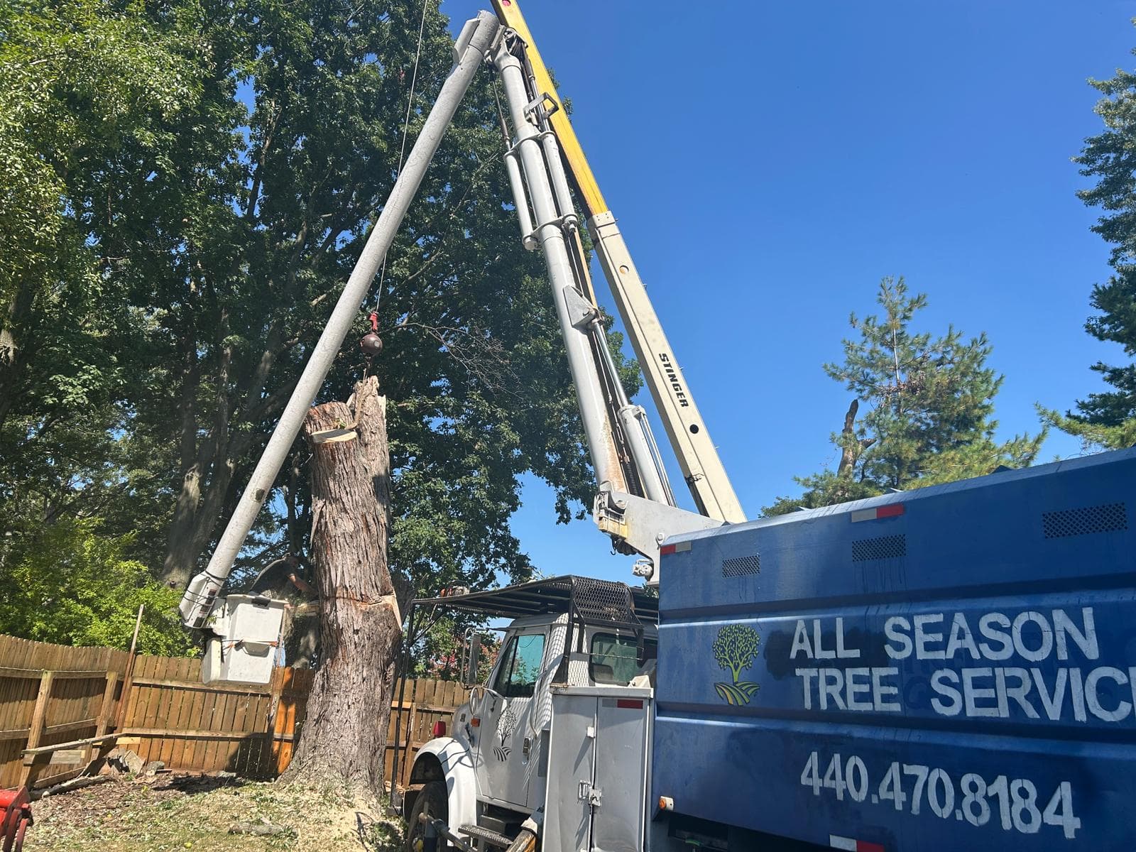 Tree Cabling & Bracing