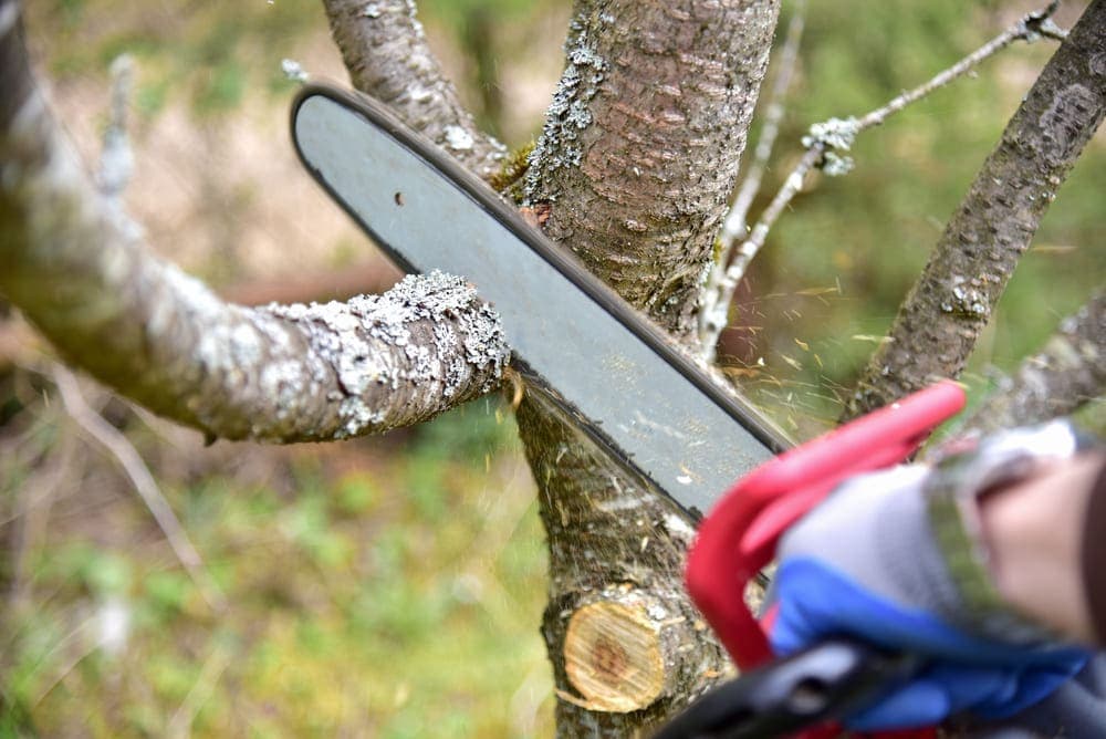 Commercial Tree Service