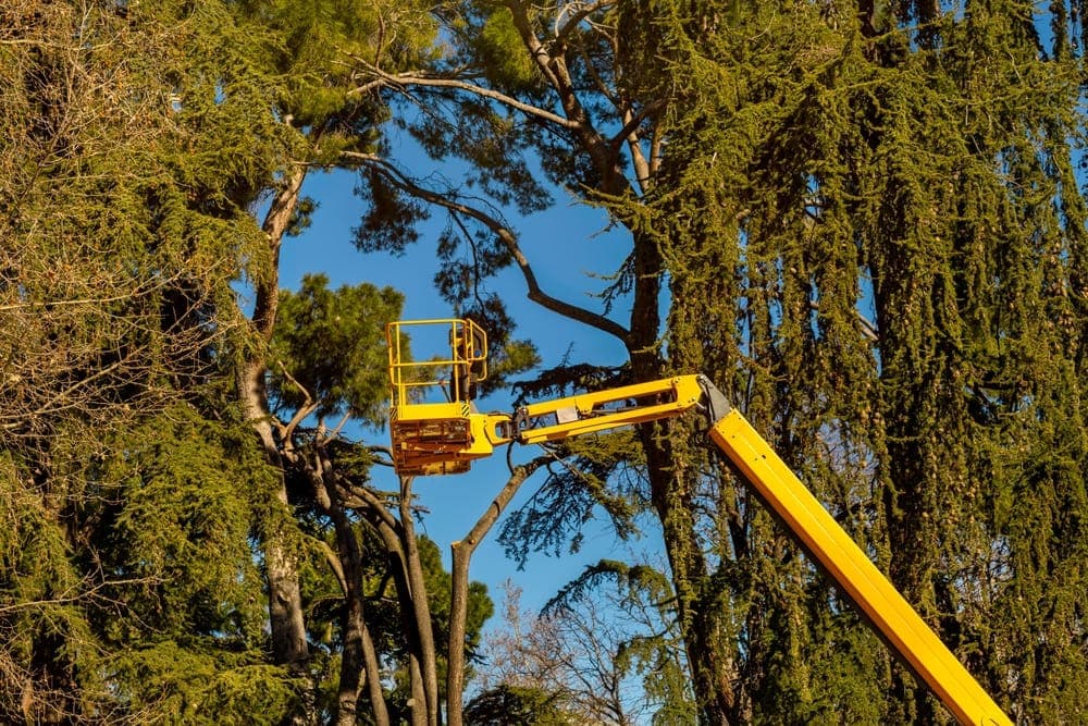 Lot Clearing