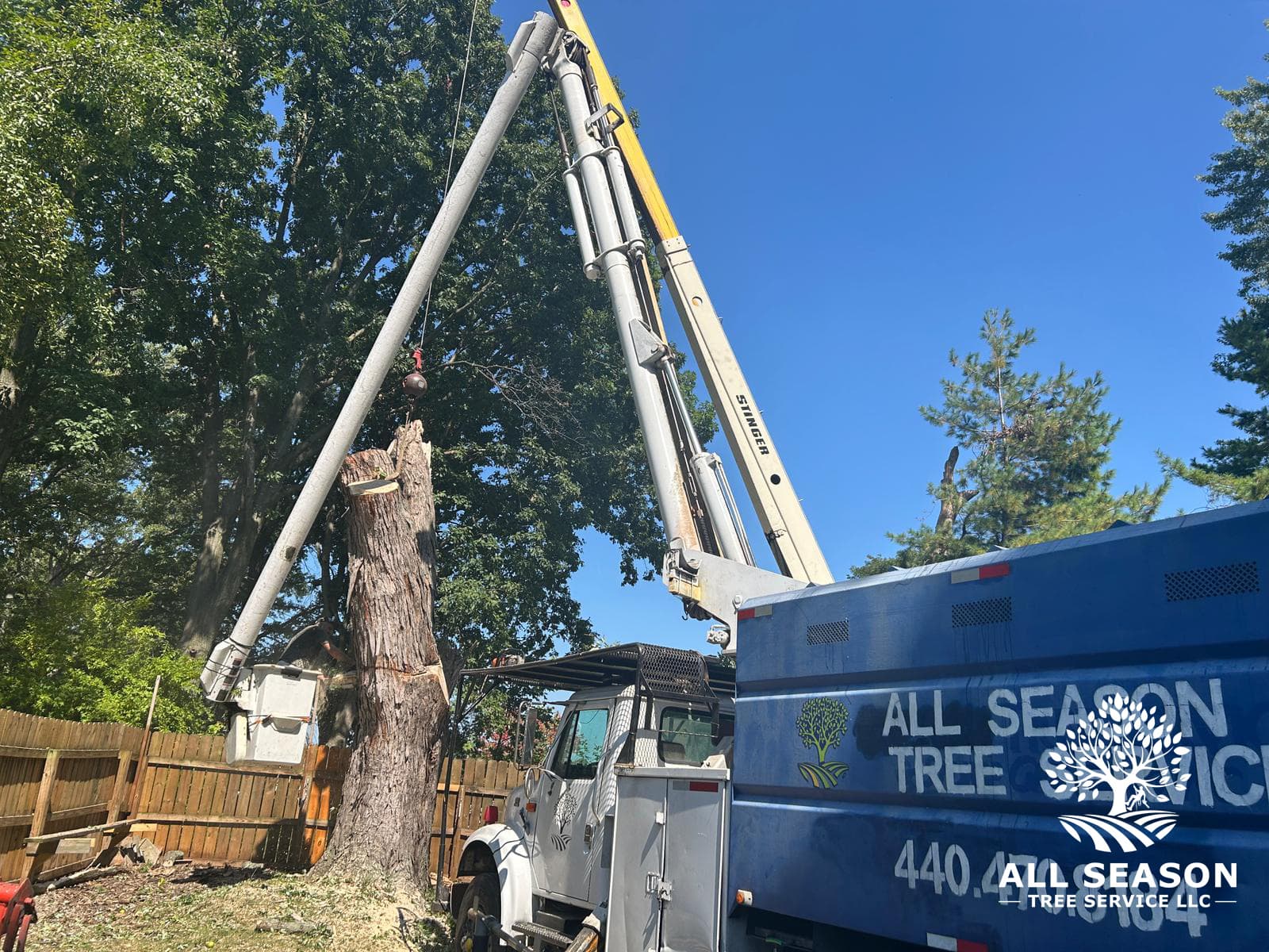 Tree Cabling & Bracing in progress by our professional team