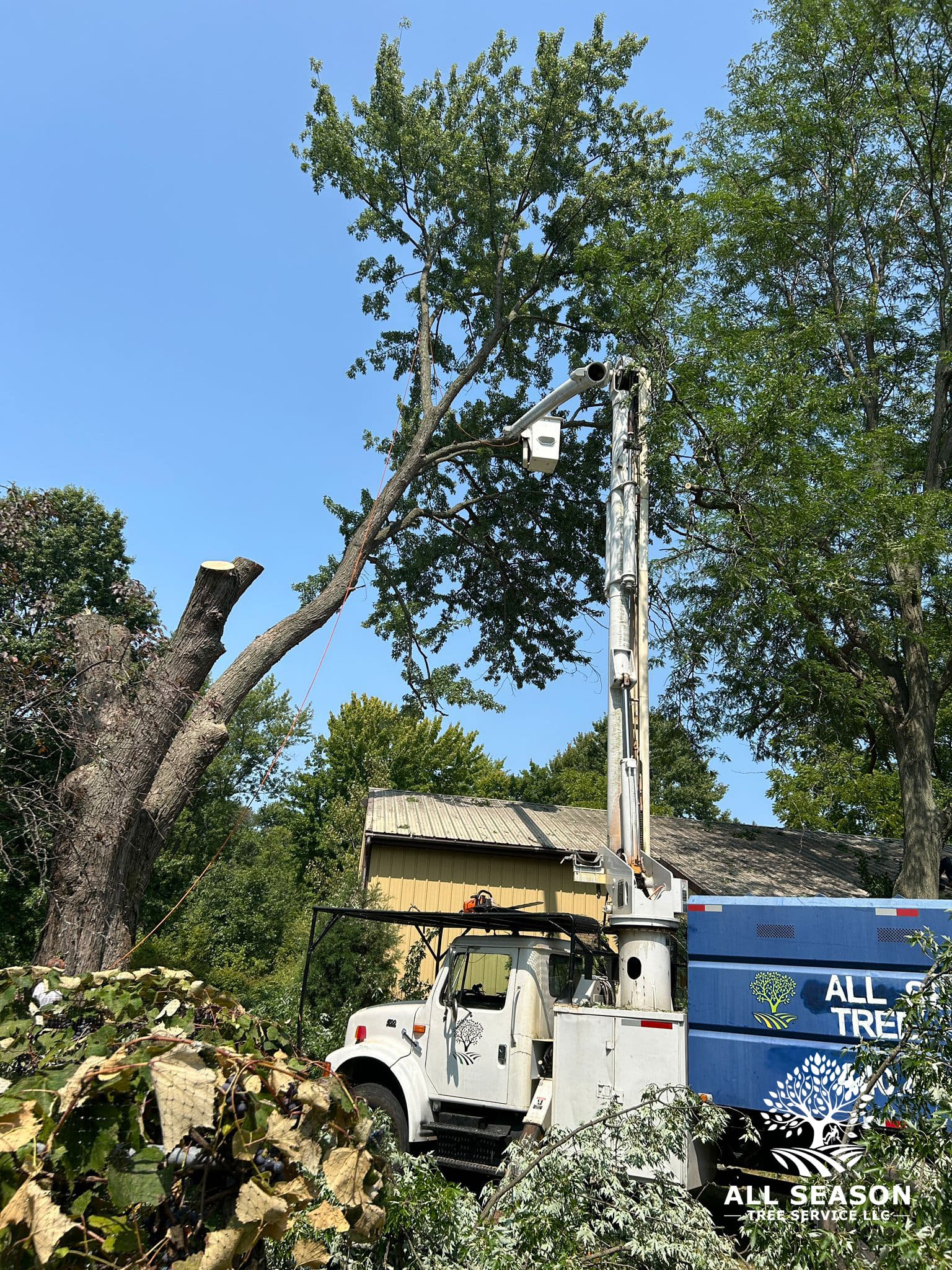 Arborist pruning a large oak