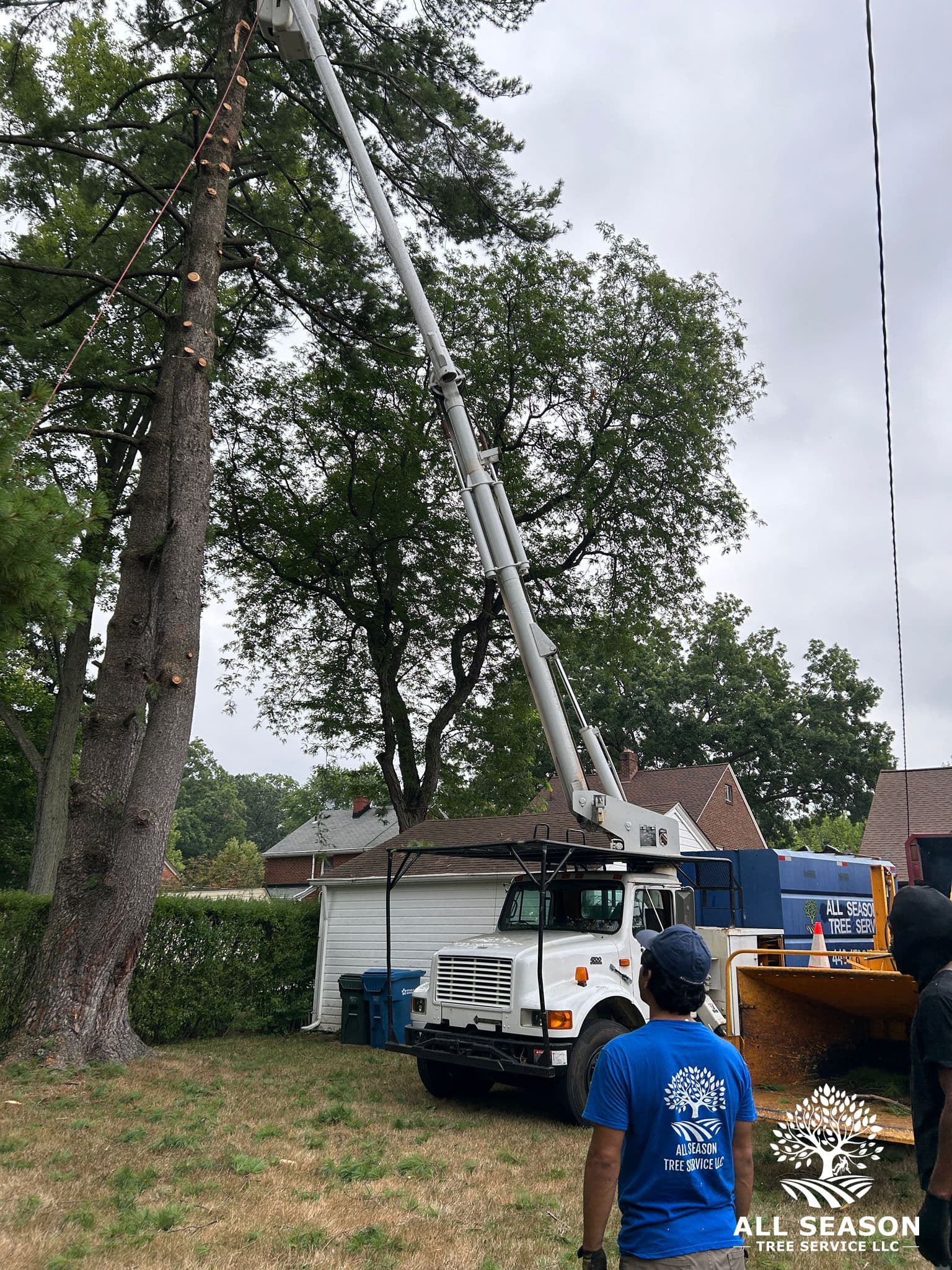 Freshly ground stump area