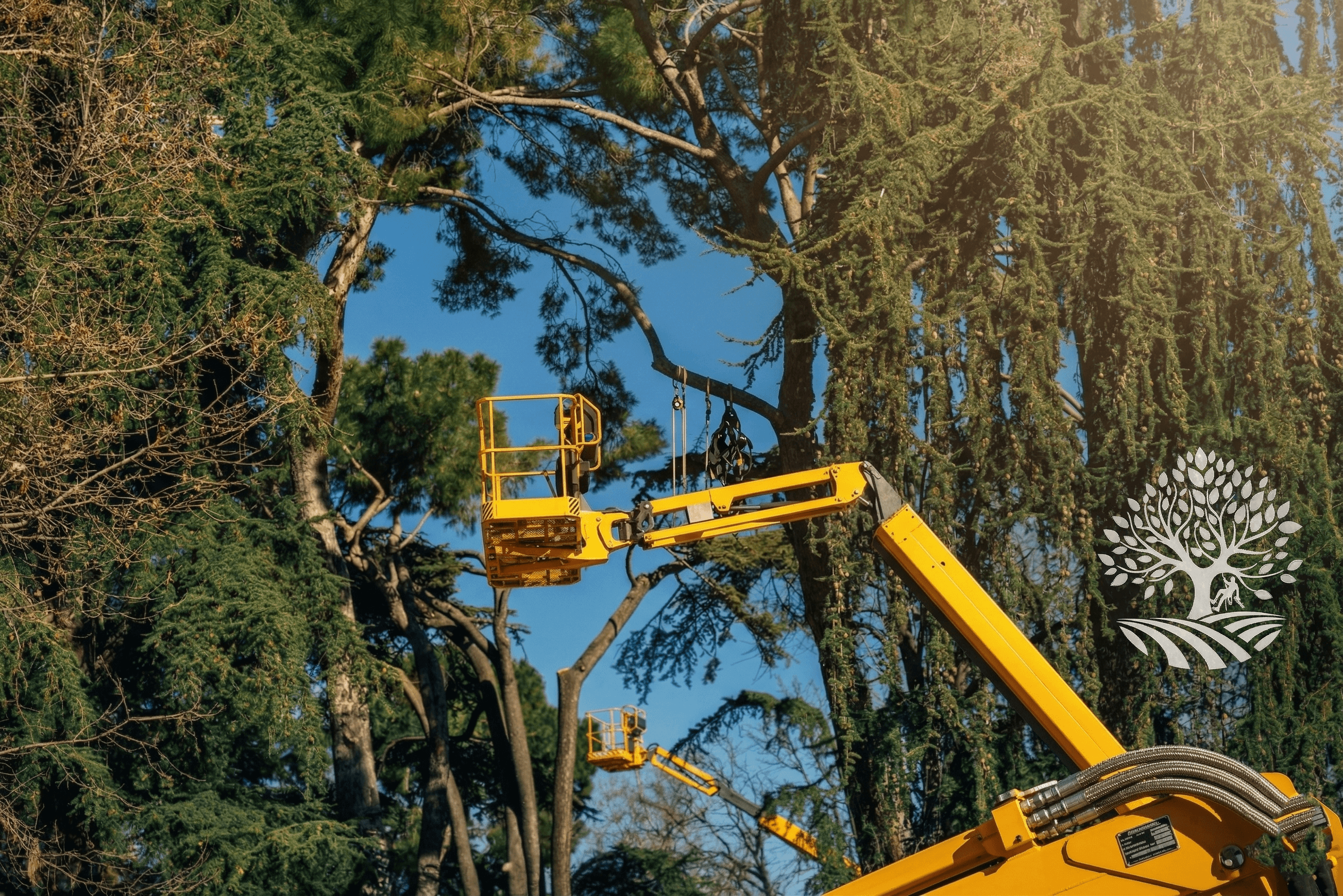 Lot & Land Clearing in progress by our professional team